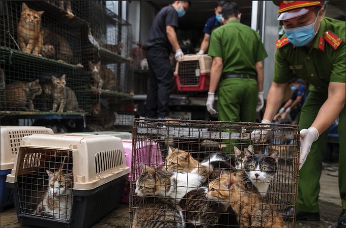 Vietnam Cats