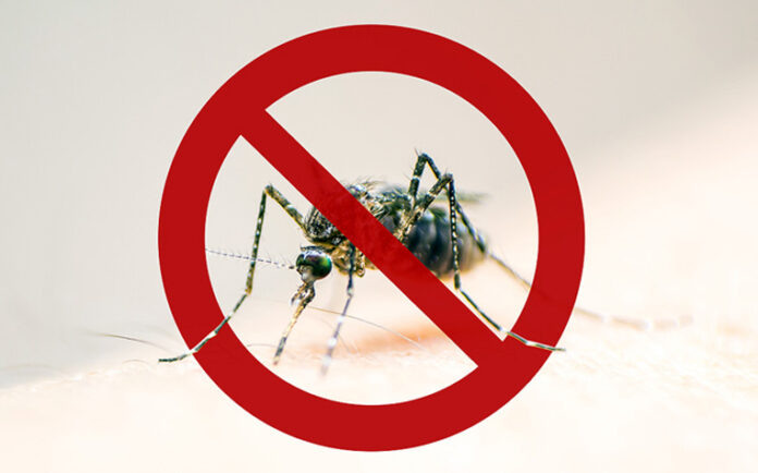 Dengue Prevention: How To Keep Your Home Free of Dengue Mosquitos