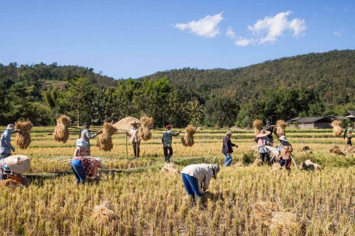 harvesting