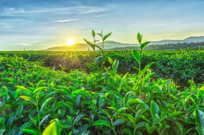 tea-plantation