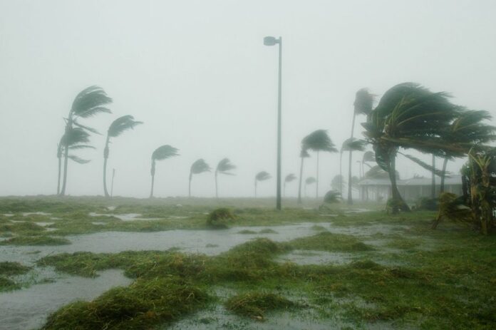 windy