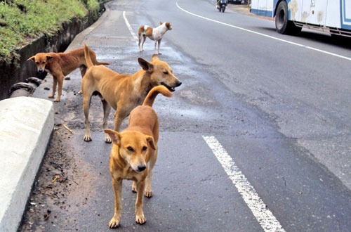 dogs