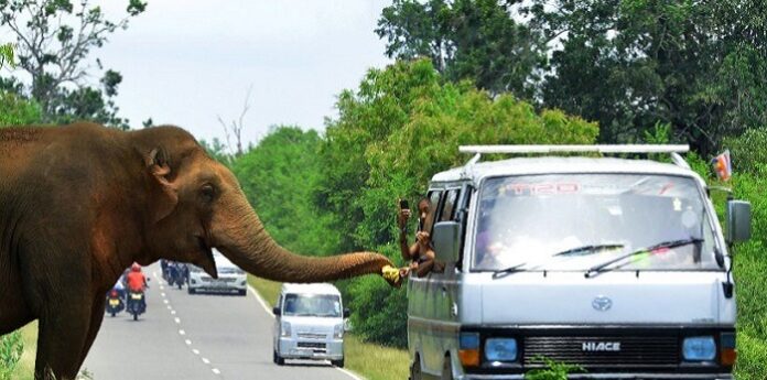 elephant
