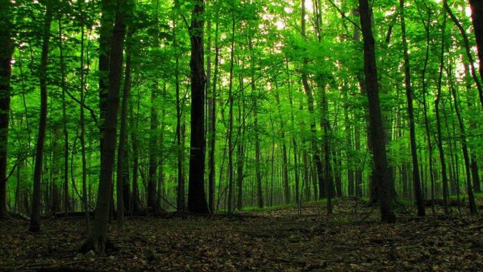 forest