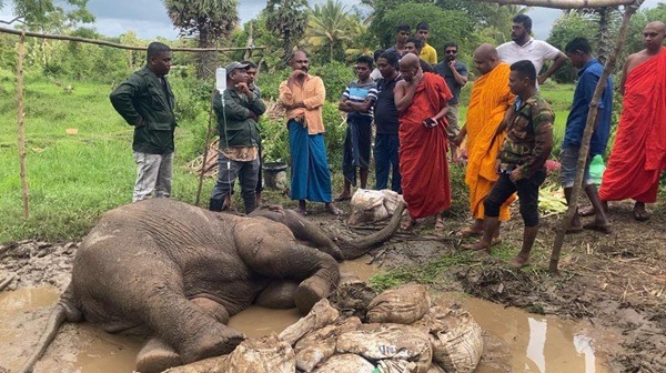 elephant