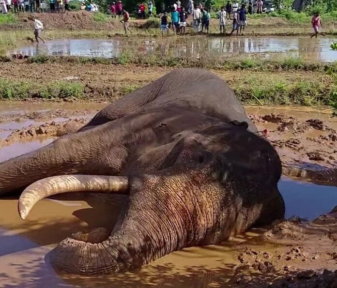 kawanthissa eliphant